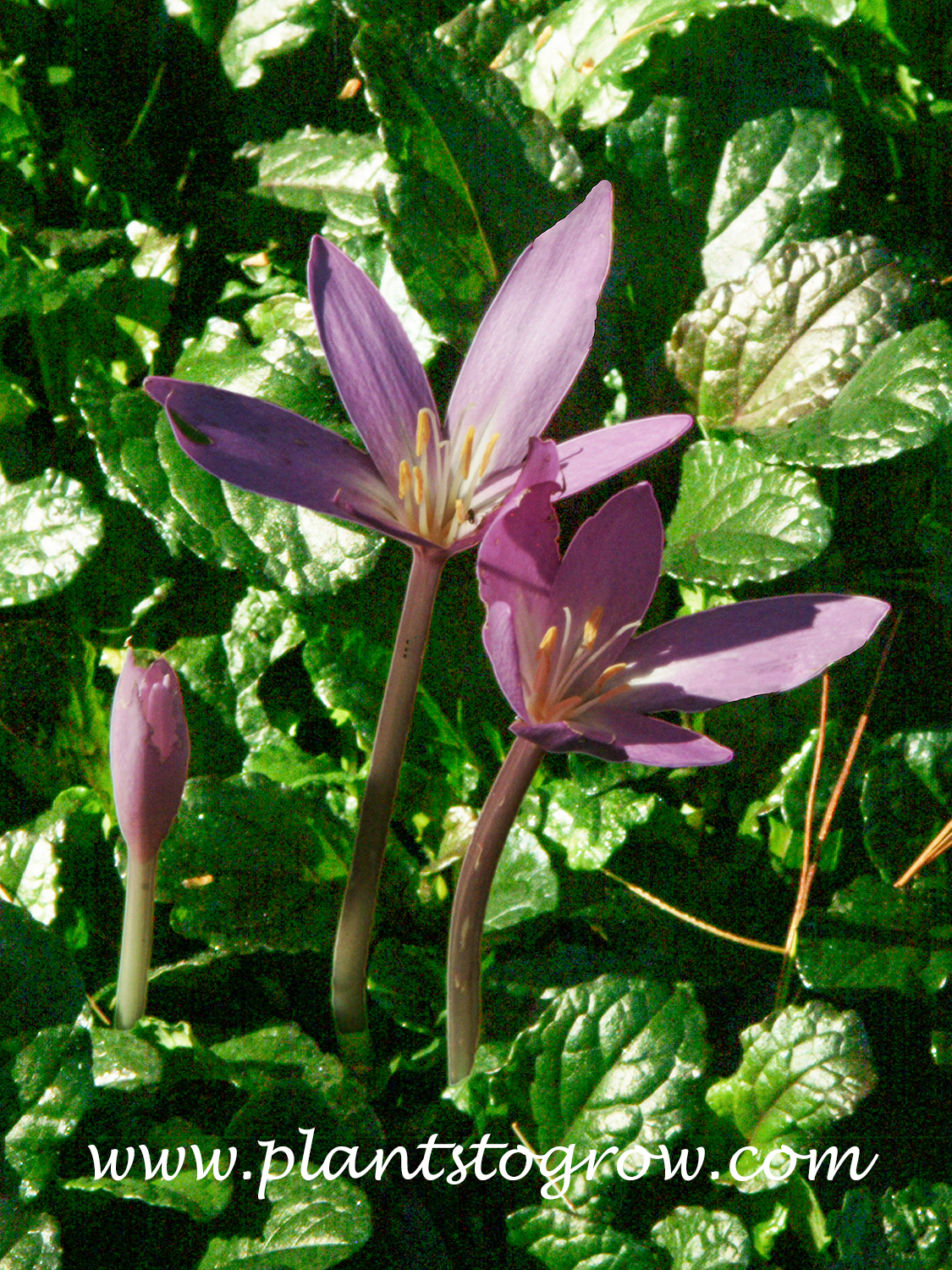 Autumn Crocus (Colchicum autumnale)
Growing in a patch of Bronze Leaf Ajuga